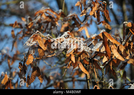 Acer platanoides, Norway maple, Seeds with white frost Stock Photo