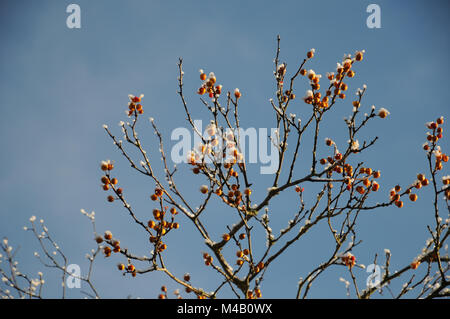 Celastrus orbiculatus, staff vine, white frost Stock Photo