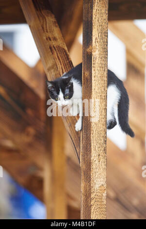 domestic cat,Felis silvestris catus,young animal,sidewise Stock Photo