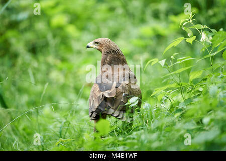 lesser spotted eagle,Clanga pomarina,close-up, Stock Photo
