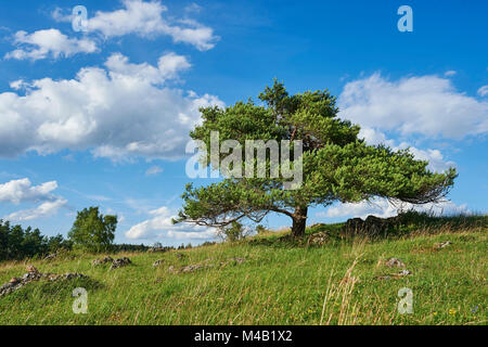 Scots pine,Pinus sylvestris,tree Stock Photo