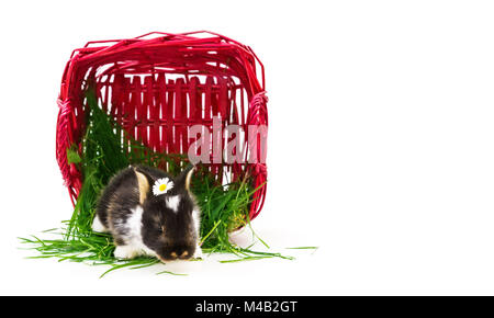 Easter bunny,basket,grass Stock Photo