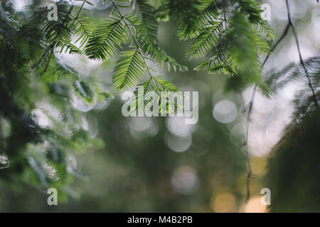 Needles of a Christmas tree in the back light, Stock Photo
