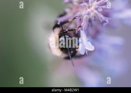 Bumblebees and bees at the work, Stock Photo