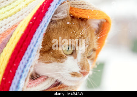 Red and white kitty cat in checkered scarf Stock Photo