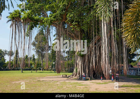 Giant Banyan tree (Ficus benghalensis) growing next to Mendut Temple. Magelang Regency, Java, Indonesia. Stock Photo