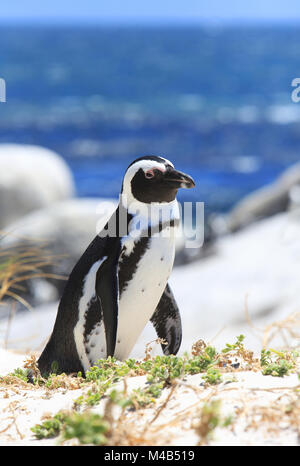 African penguins on Boulders Beach, near Simon's Town on the Cape Peninsular, near cape Town, South Africa Stock Photo