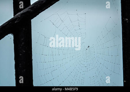 Dew drops on a spider web Stock Photo