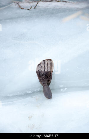 Beaver on the river bank, which is partly frozen Stock Photo