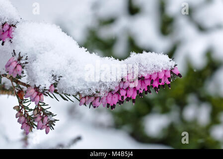 Snow-covered spring heath in bloom Stock Photo