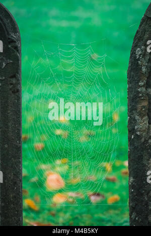 Dew drops on a spider web Stock Photo