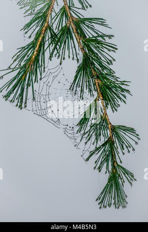 Morning dew drops on a spider web Stock Photo