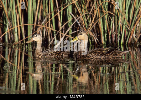 Mottled Duck is resident all-year and do not migrate Stock Photo