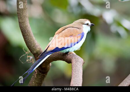Racket-tailed Roller (Coracias spatulatus) perched on branch Stock Photo