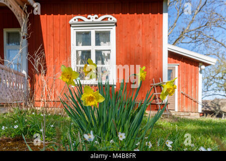 Flowering daffodils in a garden at a red cottage in spring Stock Photo