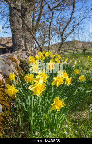 Flowering daffodils flowers in a garden at spring Stock Photo