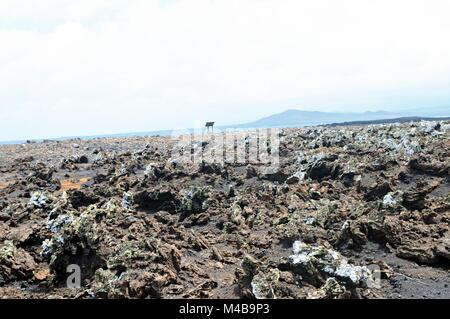 In the lava field of Las Tintoreras Galapagos Islands Ecuador Stock Photo