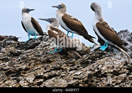 Group of blue-footed boobies on the Galapagos Islands Ecuador Stock Photo