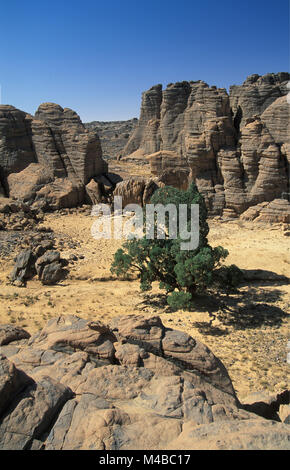Algeria. Near Djanet. National Park Tassili n'Ajjer. Tassili Plateau. Cypress tree. More than 2000 years old. Stock Photo