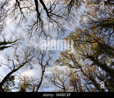 partly leafless treetops against blue sky Stock Photo