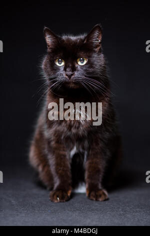 Black cat close-up on a black background Stock Photo