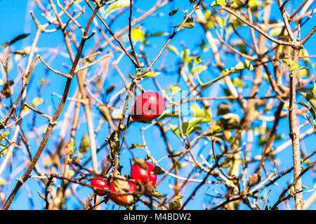 England. Wild red ripe apples growing on tree. Close up of branches and fruit. Wintertime, blue sky background. Stock Photo