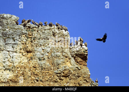 Griffon Vulture, the female lays only one egg Stock Photo