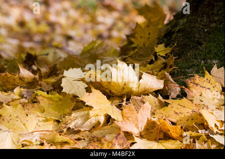 Acer pseudoplatanus. Sycamore leaves at the base of a tree in Autumn. Stock Photo