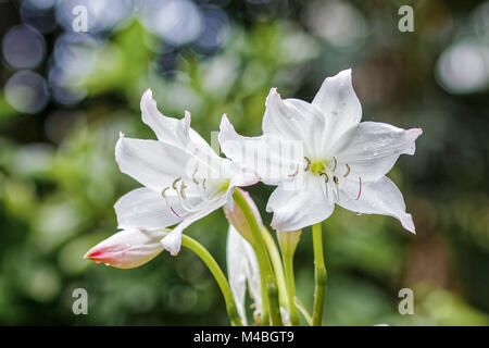Powell's Cape Lily, Crinum Powelli - South Africa Stock Photo