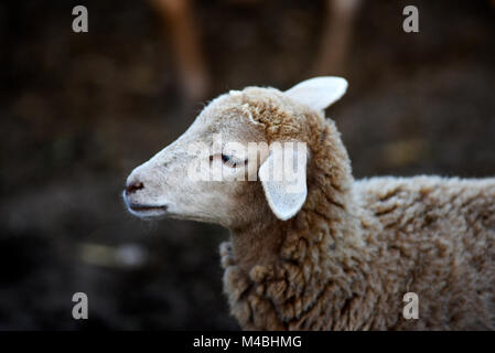 Portrait of a little sheep in the yard on a farm. Stock Photo