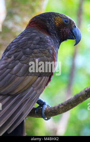 Portrait of New Zealand parrot Kaka Stock Photo