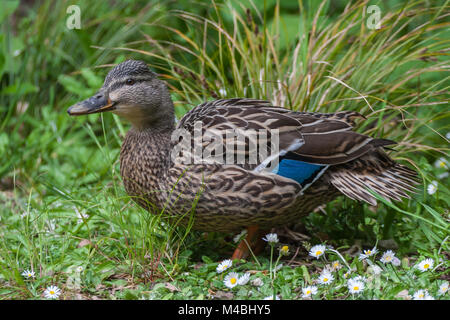 Wild female duck grazing in the green grass Stock Photo