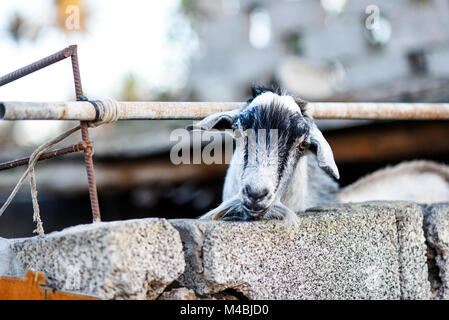 Head of a goat sticking out from behind a fence on a farm yard. Stock Photo