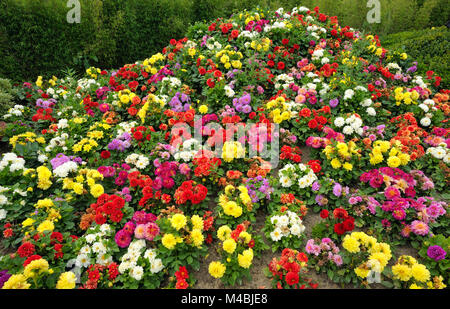 Flowers in the flowerbed Stock Photo