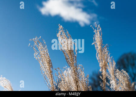 The seed heads of eulalia 'Morning Light' (Miscanthus sinensis 'Morning Light') against a blue sky Stock Photo