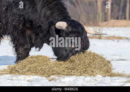 Scottish highlander cow eating hay in winter snow Stock Photo