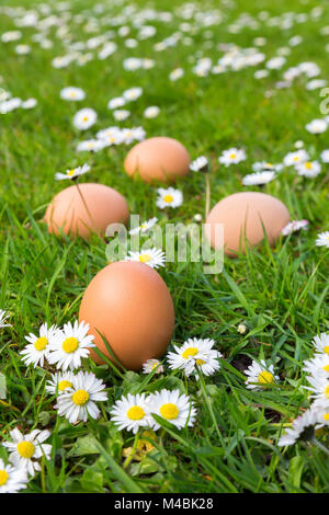 Chicken eggs in spring grass with daisies Stock Photo