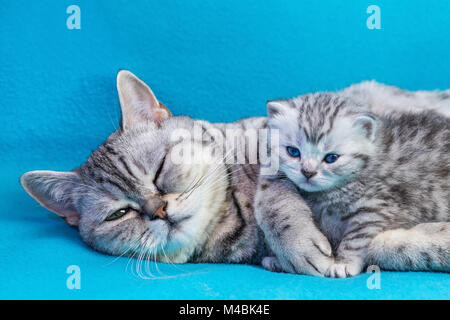 Mother cat lying with kitten on blue garments