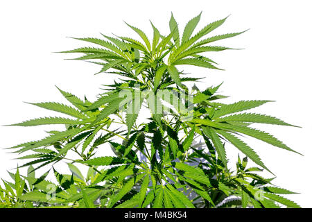 Hemp cannabis or weed plant isolated on white background Stock Photo