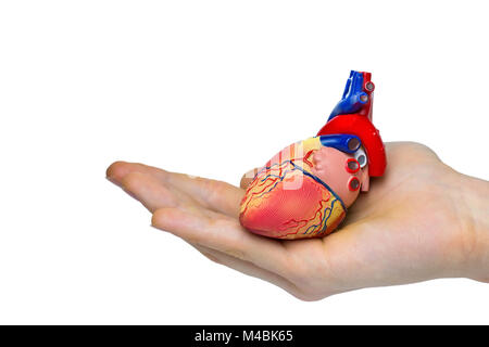 Artificial human heart model on hand Stock Photo