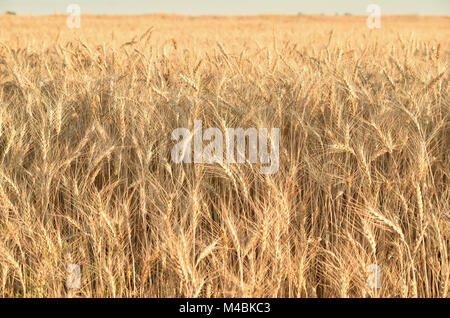 Spikes of wheat in the field. Field of barley under the sun. Beautiful golden sprouts Stock Photo