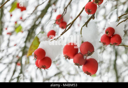 Hawthorn berries on the bushes covered with sn Stock Photo