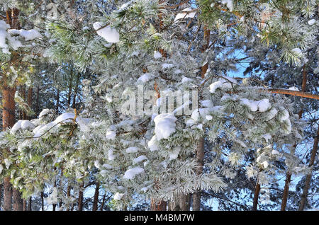 Pine tree branches covered with snow and hoarfrost Stock Photo