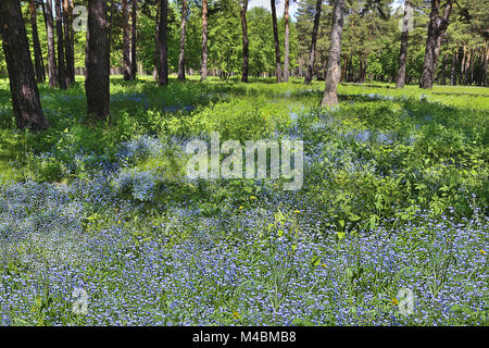 Beautiful summer landscape with blue flowers in the park. Stock Photo