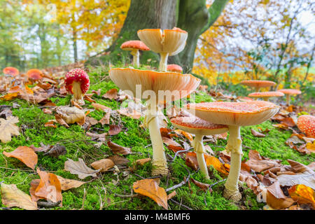 Forest floor with fly agarics and leaves in fall