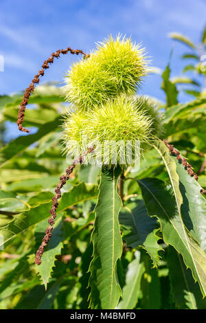 Green husks and leaves of sweet chestnut tree Stock Photo