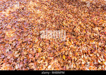 Ground covered with beech tree leaves in autumn Stock Photo