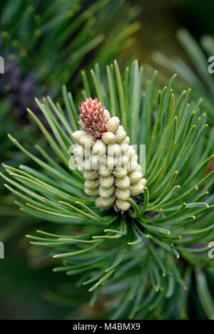 Scots pine (Pinus sylvestris),male blossom,North Rhine-Westphalia,Germany Stock Photo