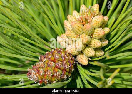 Scots pine (Pinus sylvestris),male blossom and cone,North Rhine-Westphalia,Germany Stock Photo