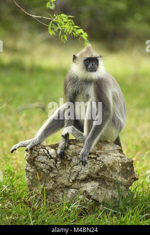 Tufted gray langur (Semnopithecus priam),sitting on stone,Bundala National Park,Sri Lanka Stock Photo